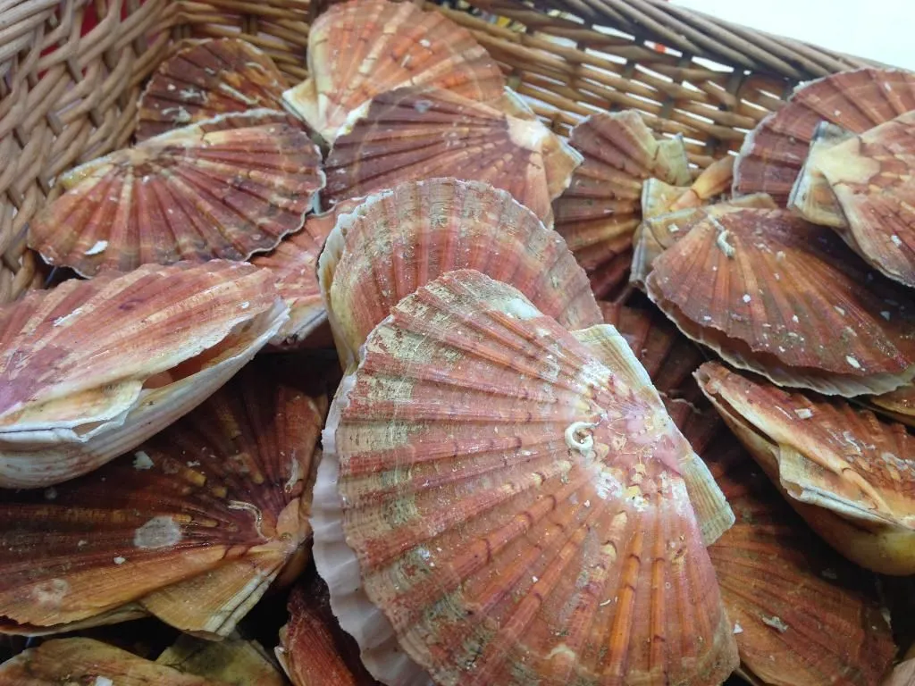 Coquillages Limoges