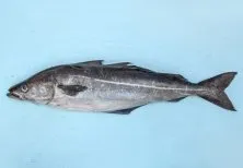 Poissons Saint-Léonard-de-Noblat